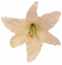 Künstliche Lilie Kopf Ø 16cm Weiß