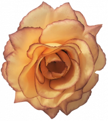 Cvetna glavica vrtnice O 10cm breskev in bordo umetna