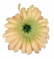 Krizantém virágfej Ø 13cm barack, bordó művirág