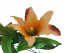 Liliom ág x2 75cm barna művirág