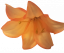 Lilie hlava květu O 14cm Oranžová umělá