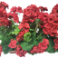 Umělý Muškát Pelargonie v truhlíku 40cm x 35cm x výška 45cm červená