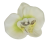Orchidea hlava kvetu10cm x 8cm krémová umelá - cena je za balenie 24ks