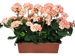 Umelý Muškát Pelargónia v truhlíku 40cm x 35cm x výška 45cm ružová