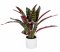 Künstliche Calathea im Keramiktopf 58cm