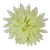 Cvetna glavica krizanteme O 10cm mint umetna