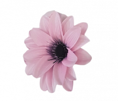 Clematis virágfej Ø 11cm rózsaszín művirág