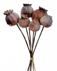 Artificial poppies Bouquet x6 25cm Brown