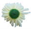 Artificial Chrysanthemum Head Ø 16cm Cream