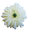 Cvetna glavica krizanteme O 13cm krem umetna