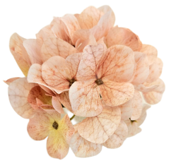Изкуствена глава на хортензия 12 см прасковен