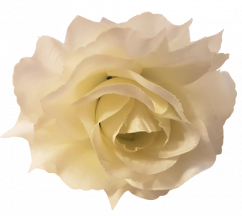 Ruža hlava kvetu Ø 10cm krémová umelá