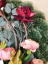 Smútočný veniec borovicový Exclusive Peonie Pivonky & Ľalie & Doplnky Ø 95cm