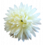 Chryzantéma hlava kvetu Ø 10cm krémová umelá