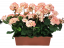 Sztuczny geranium geranium w pudełku 40cm x 35cm x wysokość 45cm różowy