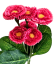 Künstliche Ewige Blumenstrauß x5 31cm
