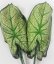 Kaladium liść zielony 46cm / cena za 1 szt. sztuczny