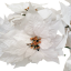 Božićna zvijezda Poinsettia buket x5 50cm bijeli umjetni