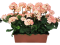 Umělý Muškát Pelargonie v truhlíku 40cm x 35cm x výška 45cm růžová