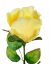 Růže poupě kusová umělá 64cm žlutá