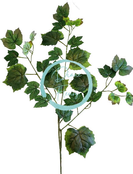 List javor 67cm x 50cm