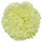 Szegfavirágfej Ø 7cm krém művirág - az ár 12 db-os csomagra vonatkozik