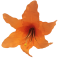 Liliom virágfej Ø 16 cm narancs művirág