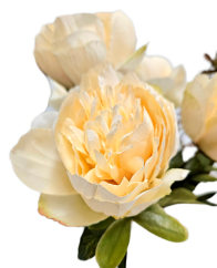 Piwonia bukiet sztuczny 40cm kremowy