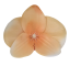 Orchidea hlava kvetu10cm x 8cm broskyňová umelá - cena je za balenie 24ks