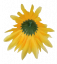 Chryzantéma hlava květu Ø 10cm žlutá umělá