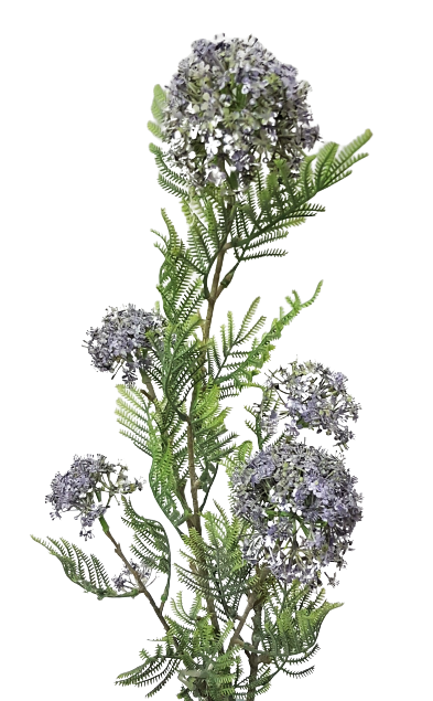 Krásná okrasná květina Asparagus pro všechny příležitosti - Barva - zelená