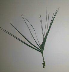 Dekorációs fű 20cm zöld