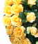 Smútočný veniec "Srdce" z umelých ruží 80cm x 80cm žltý