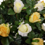 Künstliche Kranz Herz-förmig mit Rosen 80cm x 80cm gelb & beige