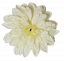 Dahlia hlava kvetu O 12cm biela & kremová umelá