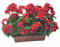 Plante artificiale Geranium în ghiveci 40cm x 35cm x înăltime 45cm roșu