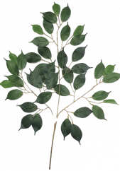 Künstliche Dekoration Zweig Ficus 22,8 inches (58cm) Grün