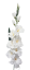 Gladiola kusová do vázy 78cm biela umelá
