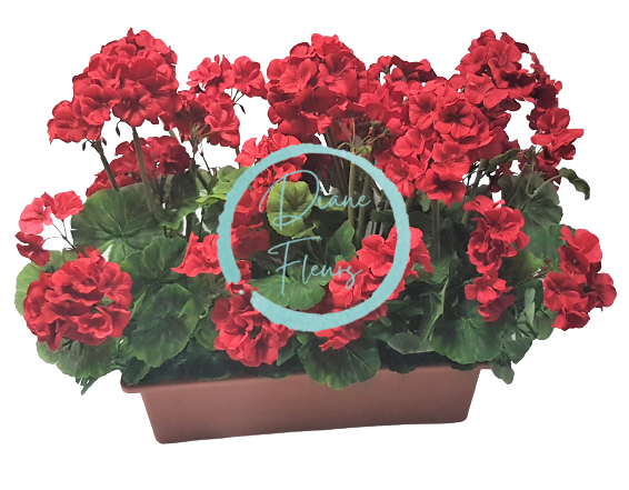 Umělý Muškát Pelargonie v truhlíku 40cm x 35cm x výška 45cm červená