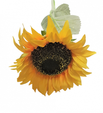 Slunečnice - Kvalitní a krásná umělá květina ideální jako dekorace - Materiál - guma
