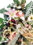 Luksuzni venec iz umetnega bora, exclusive potonike, lilije, kamelije in dodatki 75cm x 45cm