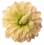 Cap de floare Dahlia O 4,7 inches (12cm) Mint flori artificiale