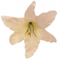 Lilie hlava květu Ø 16cm bílá umělá