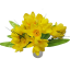 Crocus Sáfrány csokor x7 30cm sárga művirág
