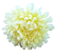 Cvetna glavica krizanteme O 16cm krem umetna