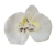 Orchidea hlava kvetu10cm x 8cm biela umelá - cena je za balenie 24ks