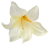 Główka kwiatu lilii 10cm x 12cm sztuczna kremowa