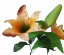 Gałązka lilii x2 75cm brązowa sztuczna