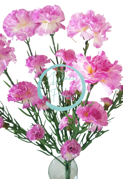 Künstliche Blumenstrauß Nelken x7 43cm Lila