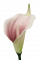 Kala hlava květu pěnová 13cm krémová, zelená, růžová umělá